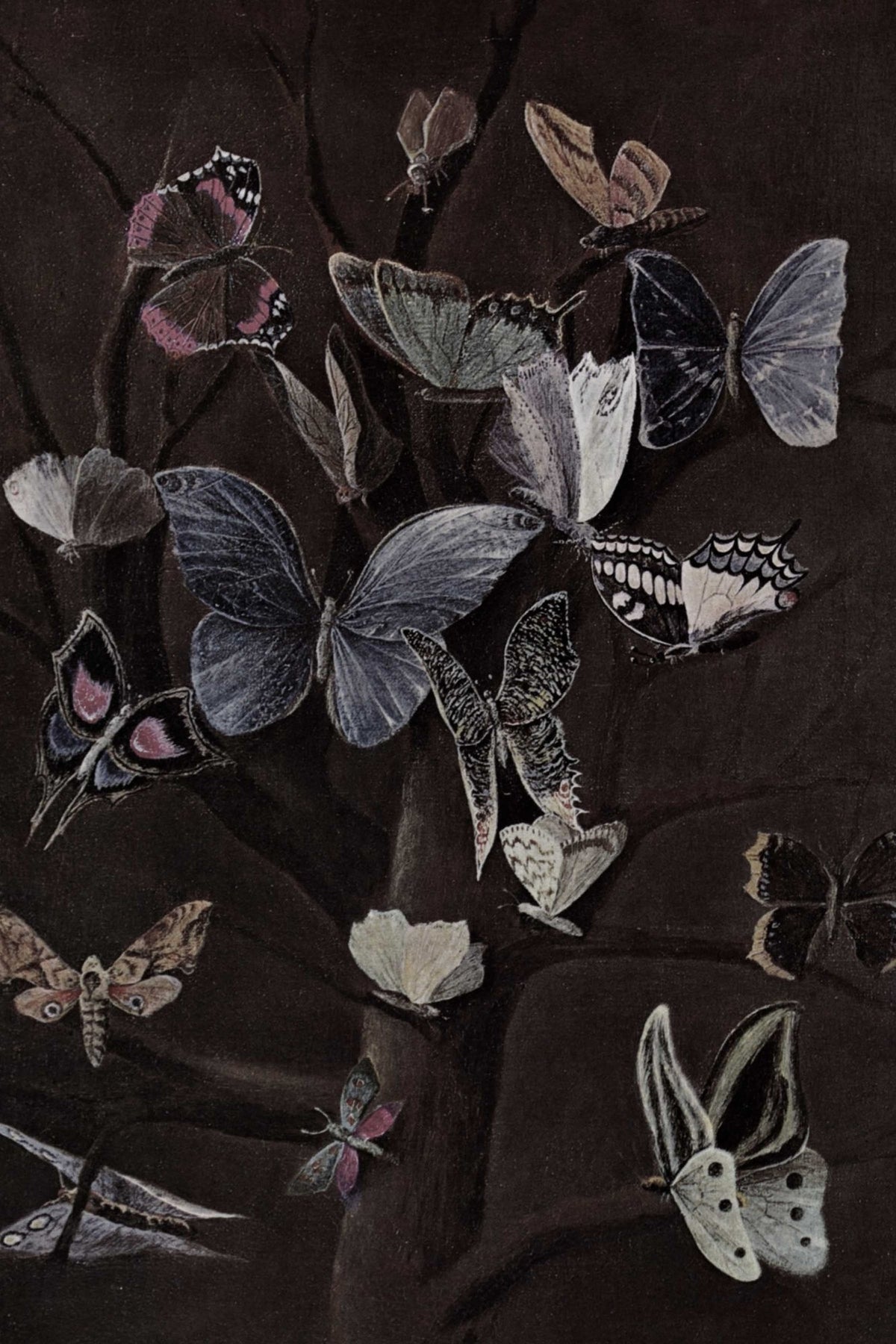 Nocturne Botanical Study, botanical wall art print