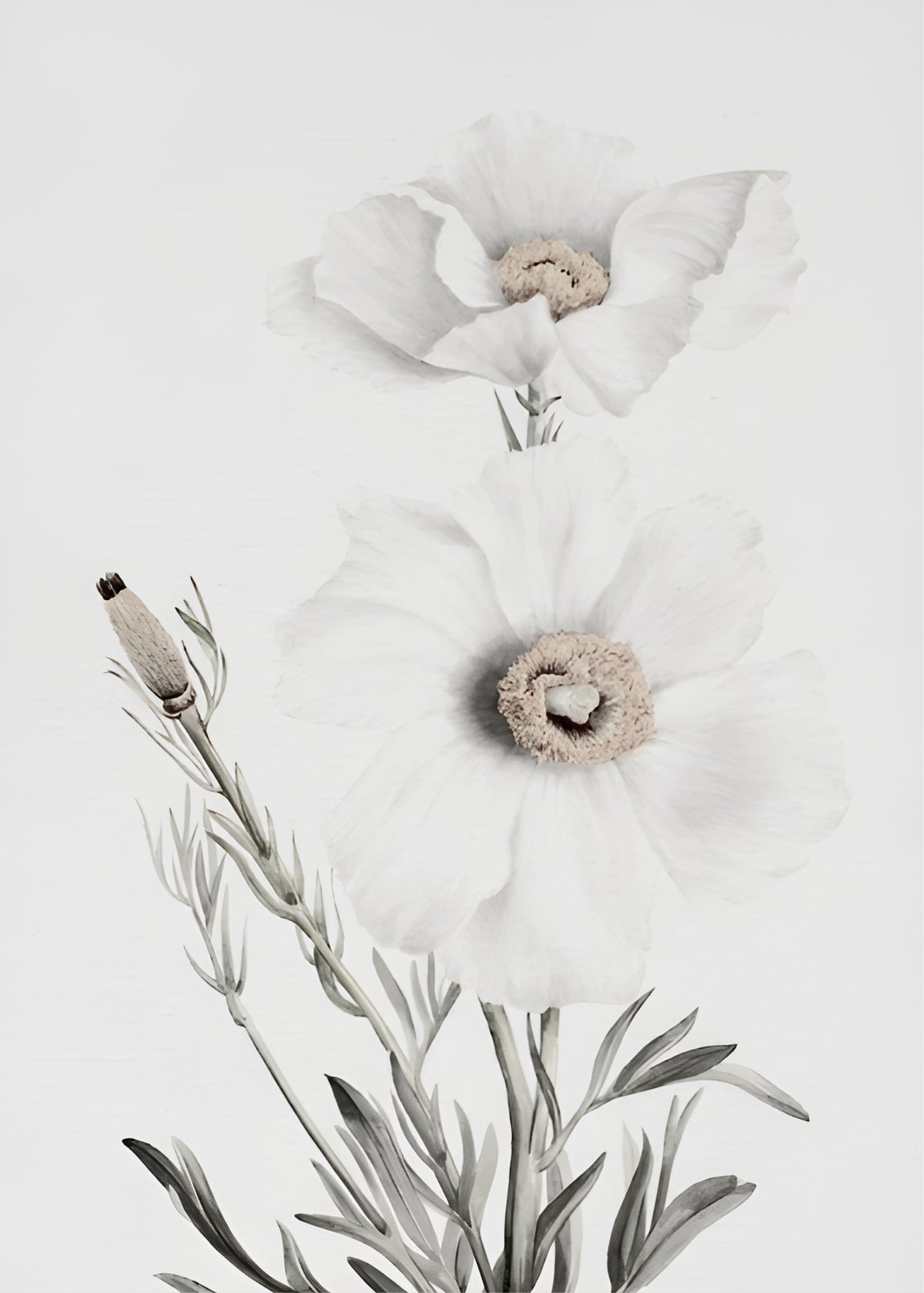White Poppies Botanical, botanical wall art print