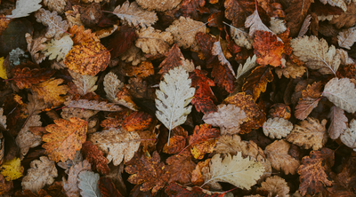 How to Incorporate Seasonal Elements into Your Wedding Signs