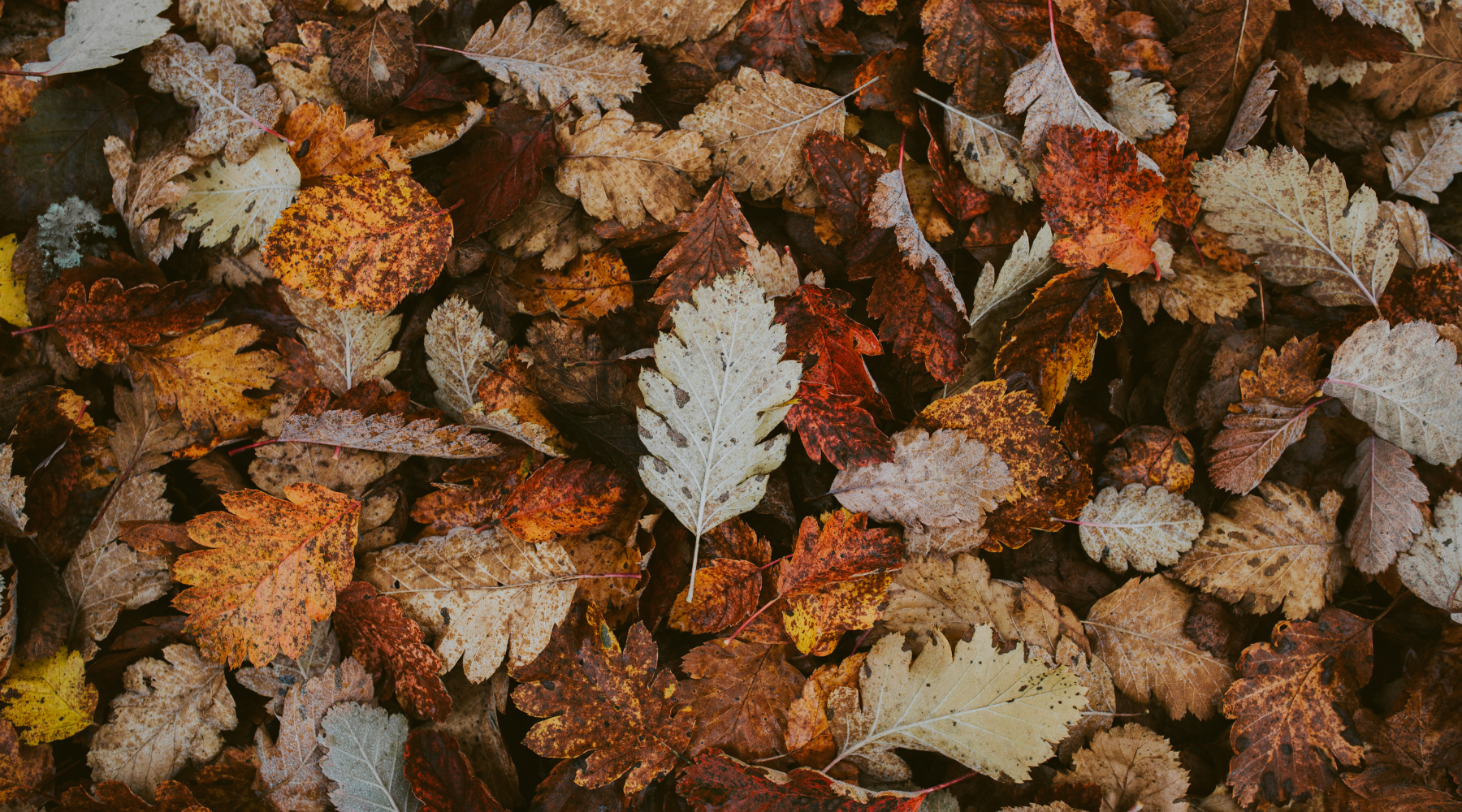How to Incorporate Seasonal Elements into Your Wedding Signs