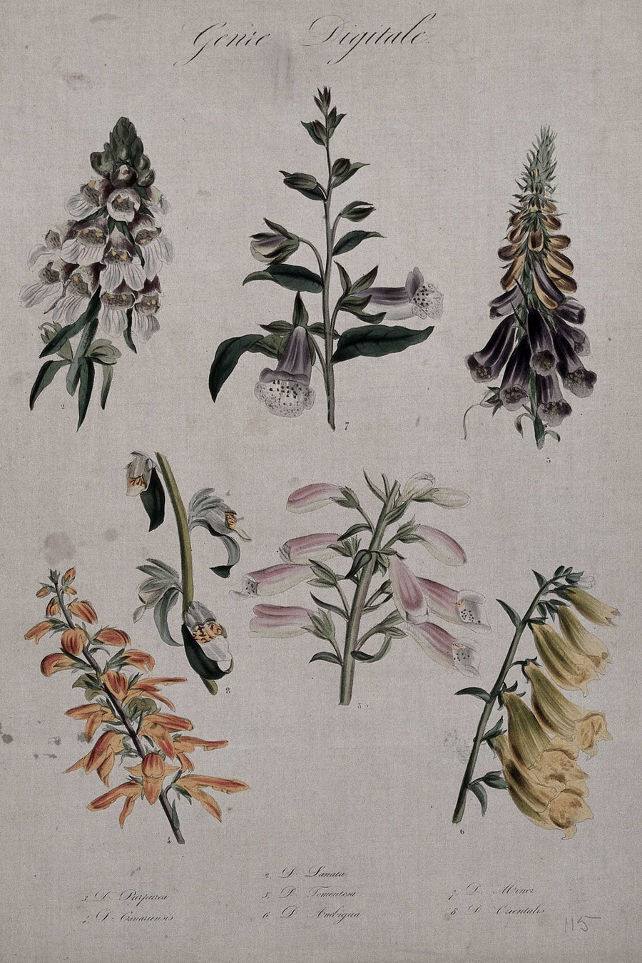 Antique Botanical Specimen, botanical wall art print